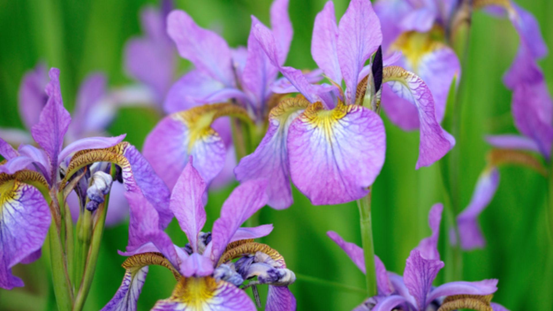 Cách Chăm Sóc Hoa Diên V